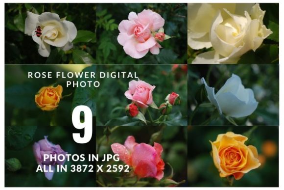 Summer Rose Flower: A Versatile Addition to Your Digital and Home Decor